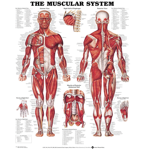 Muscular System Anatomical Poster - For Clinics and Students